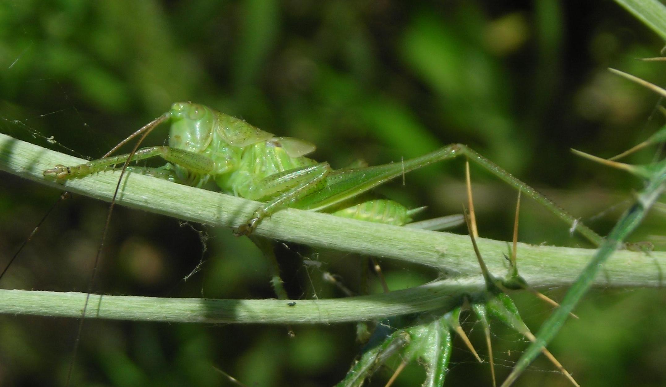 Tettigoniidae elbano: Tettigonia viridissima